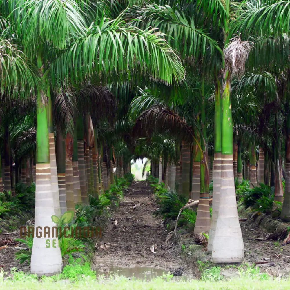 Perennial Cuban Royal Palm Tree Seeds- 100 Pcs Plant Seeds