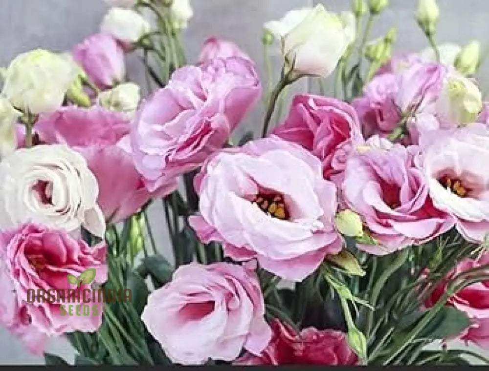 Perennial Eustoma Flower Seeds For Planting- 100 Pcs Seeds