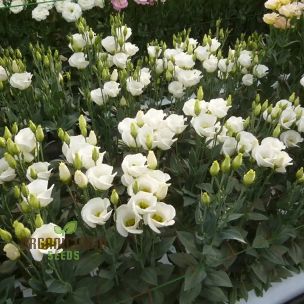 Perennial Eustoma Flower Seeds For Planting - 100 Pcs Seeds