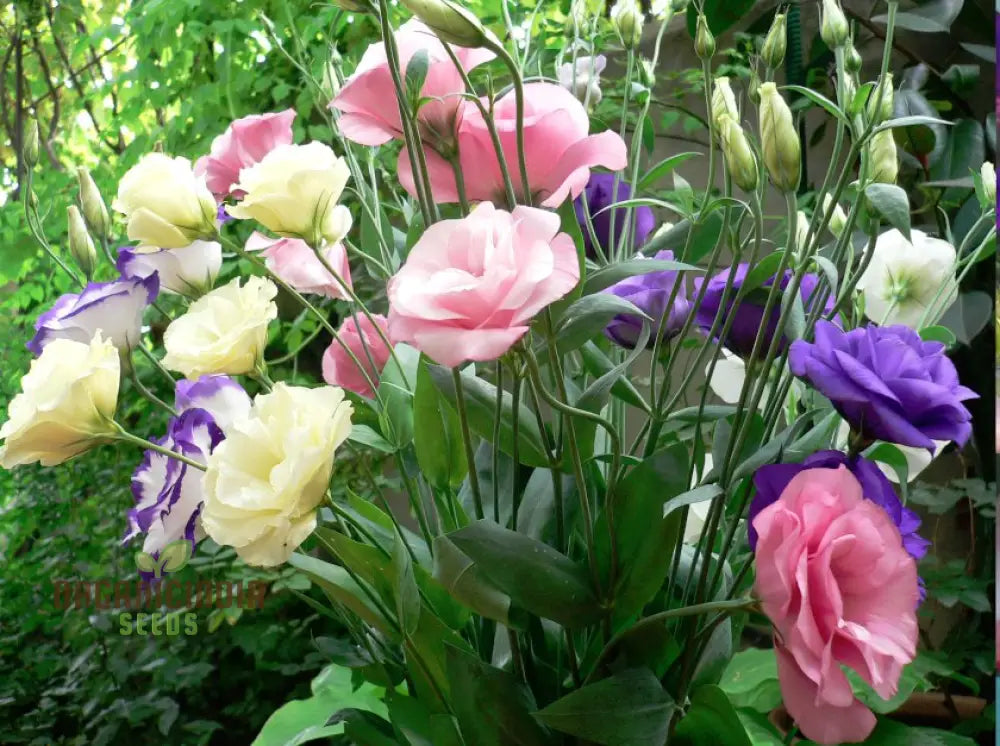 Perennial Eustoma Flower Seeds For Planting- 100 Pcs Seeds