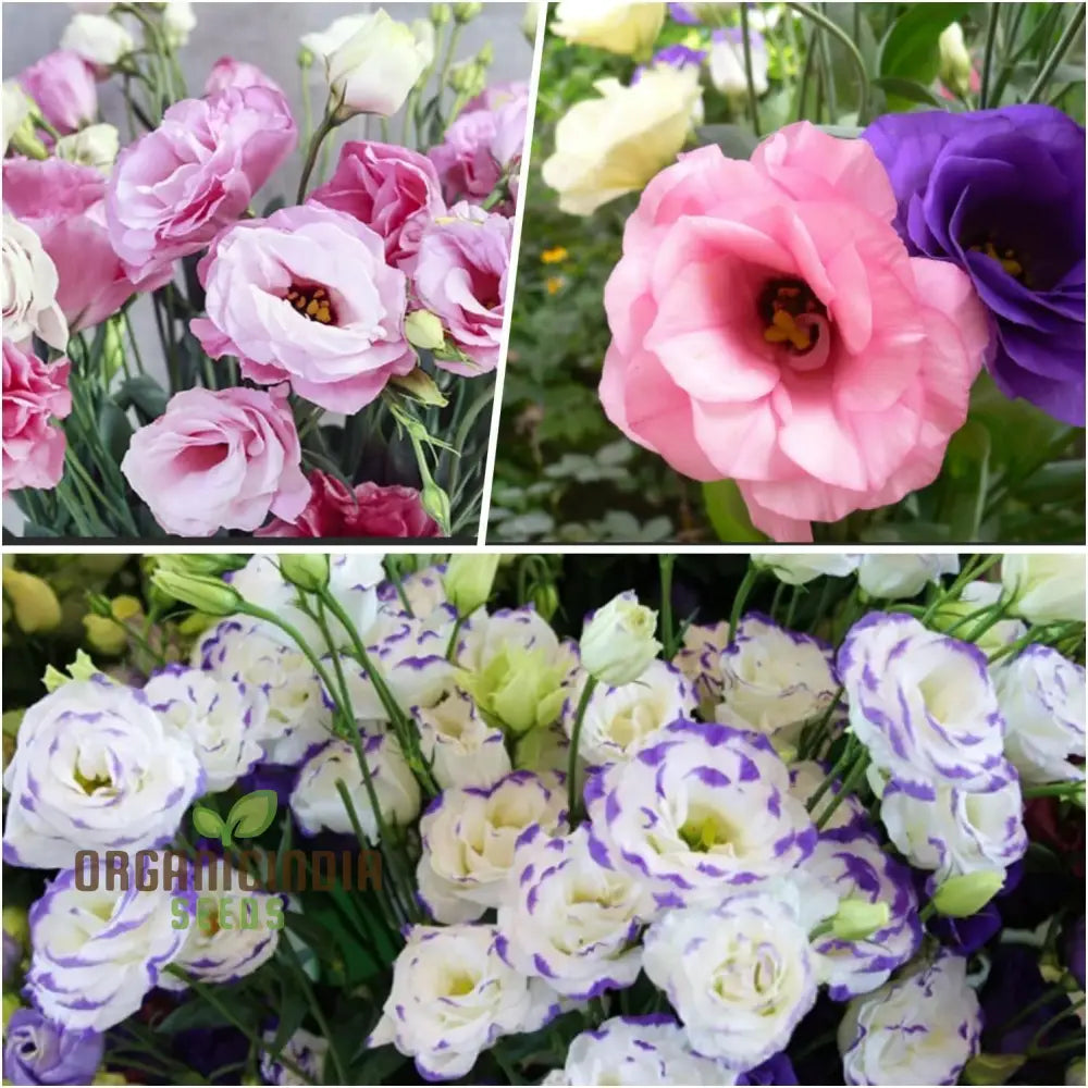 Perennial Eustoma Flower Seeds For Planting - 100 Pcs Seeds