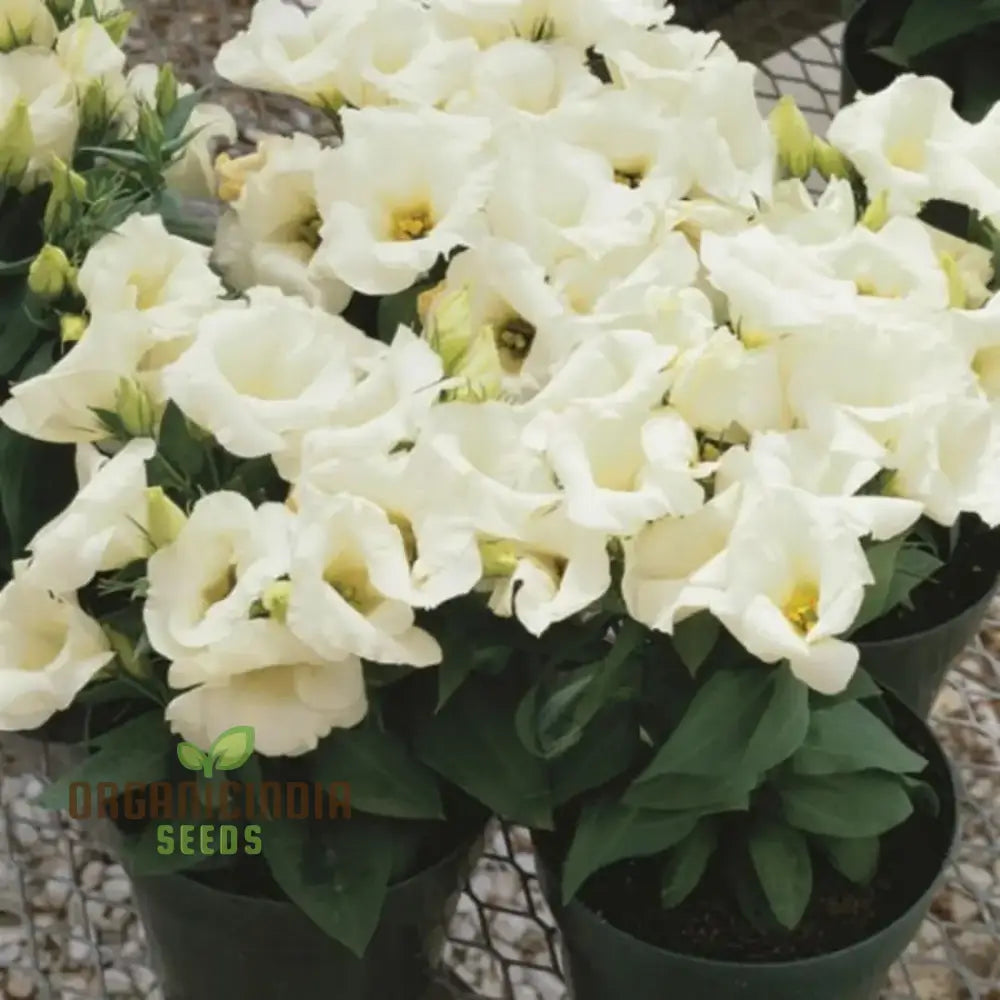 Perennial Eustoma Flower Seeds For Planting - 100 Pcs Seeds