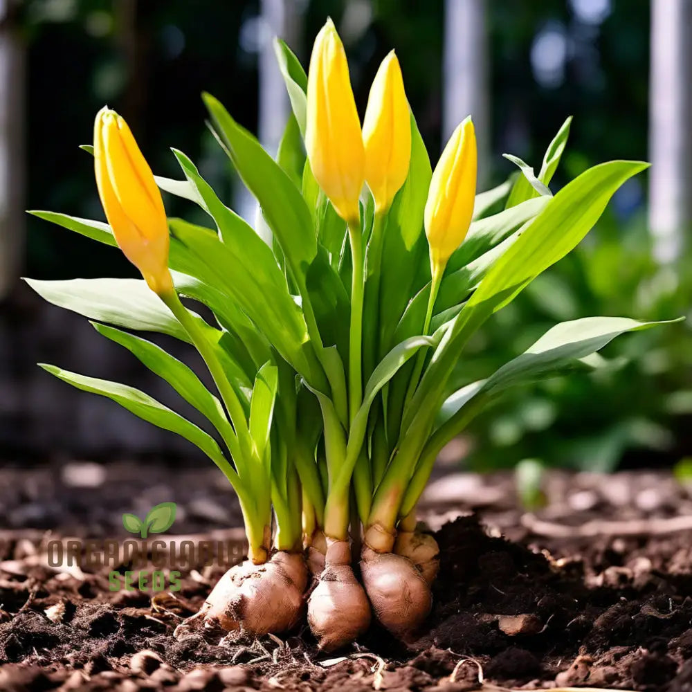 Perennial Ginger Vegetable Seeds For Planting Light Brown Green Root Vegetables