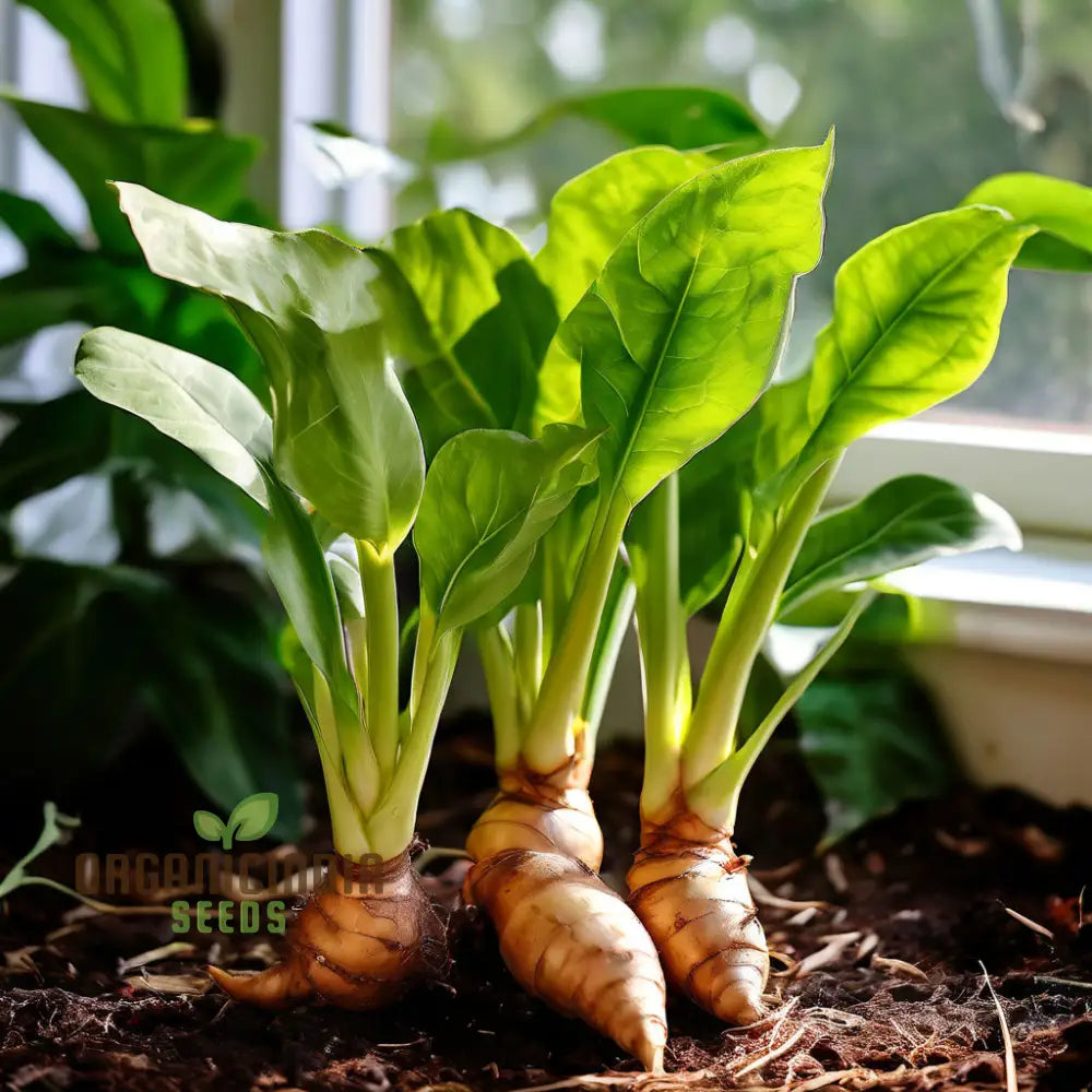 Perennial Ginger Vegetable Seeds For Planting Light Brown Green Root Vegetables