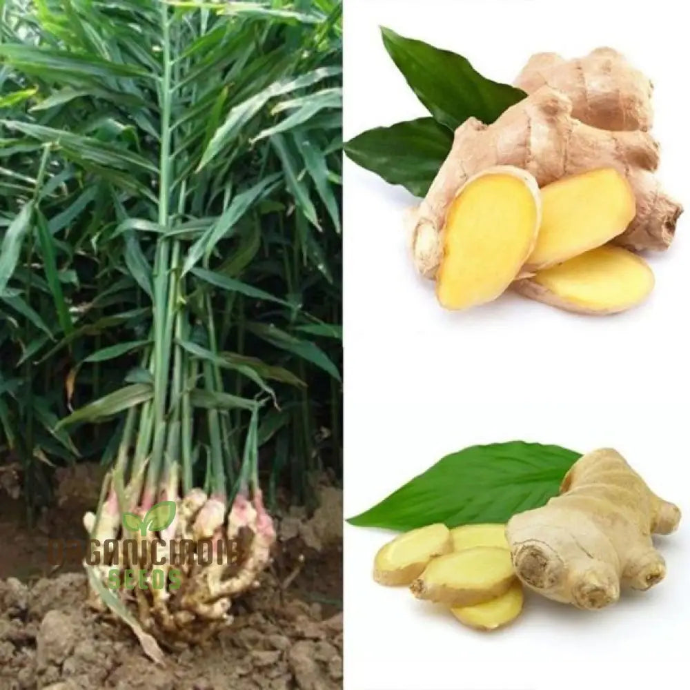 Perennial Ginger Vegetable Seeds For Planting Light Brown Green Root Vegetables