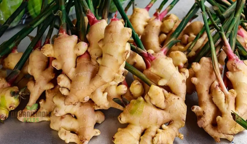 Perennial Ginger Vegetable Seeds For Planting Light Brown Green Root Vegetables