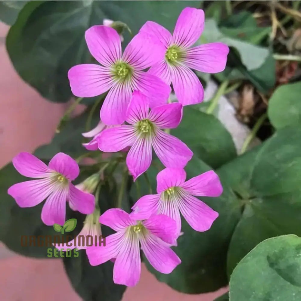 Perennial Lucky Clover Flower Seeds Easy To Grow High Germination Ideal For Vibrant Gardens Seeds