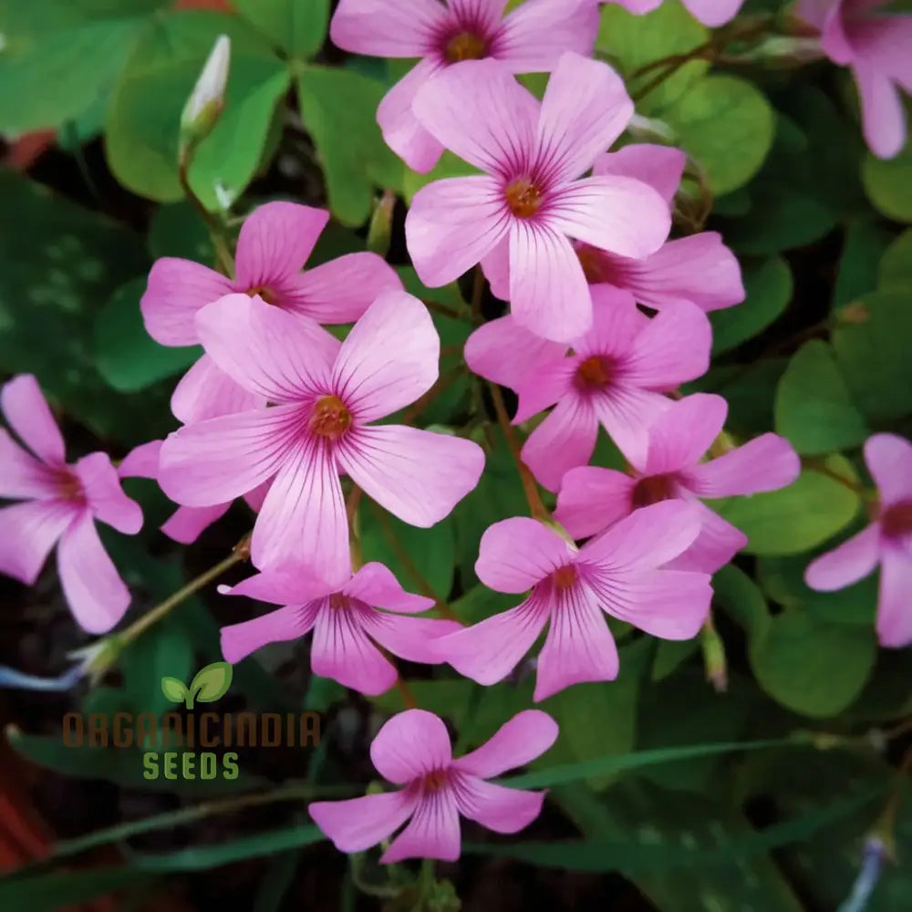 Perennial Lucky Clover Flower Seeds Easy To Grow High Germination Ideal For Vibrant Gardens Seeds