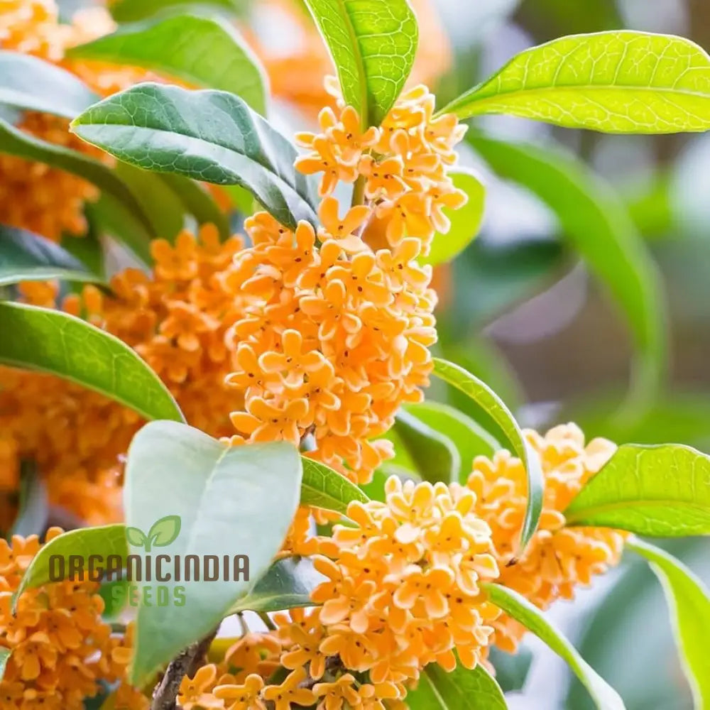 Perennial Osmanthus Fragrans Seeds For Planting Premium High-Quality Flower Your Garden Seeds