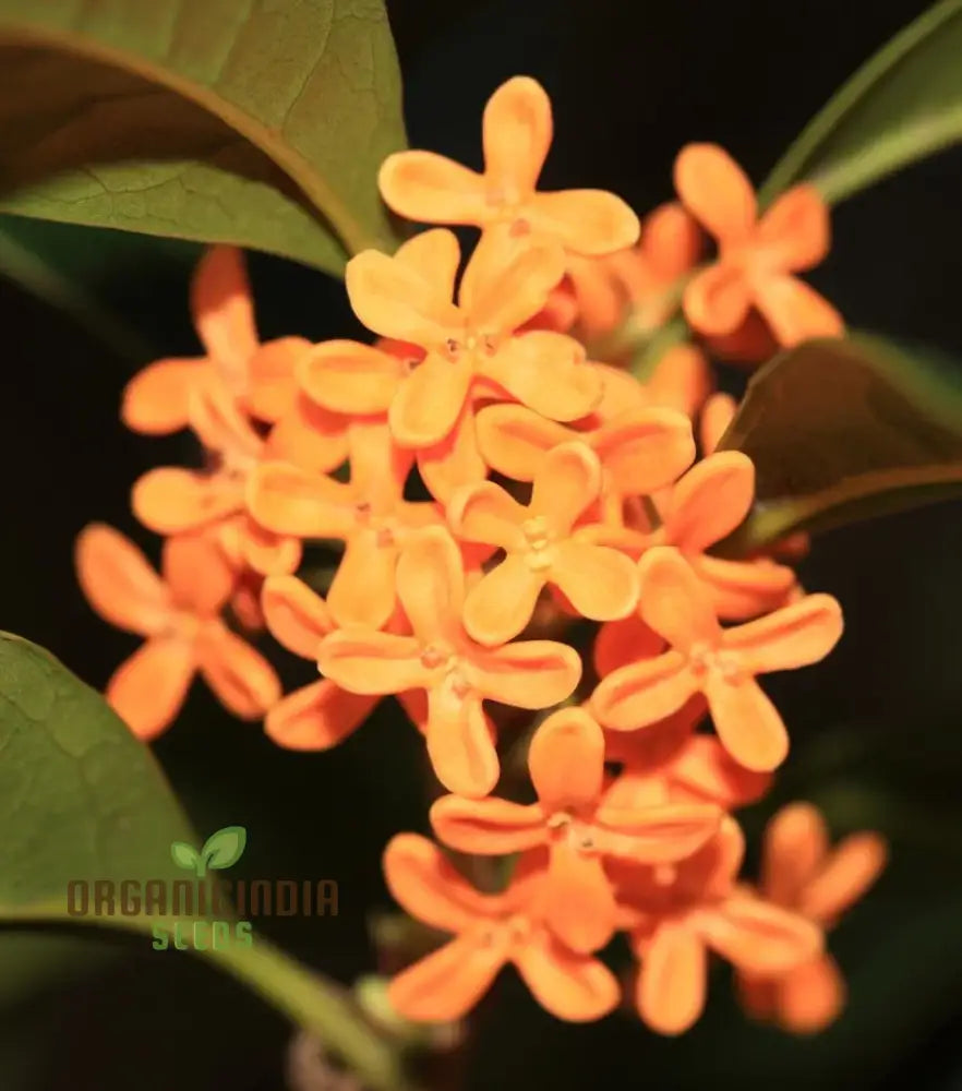 Perennial Osmanthus Fragrans Seeds For Planting Premium High-Quality Flower Your Garden Seeds