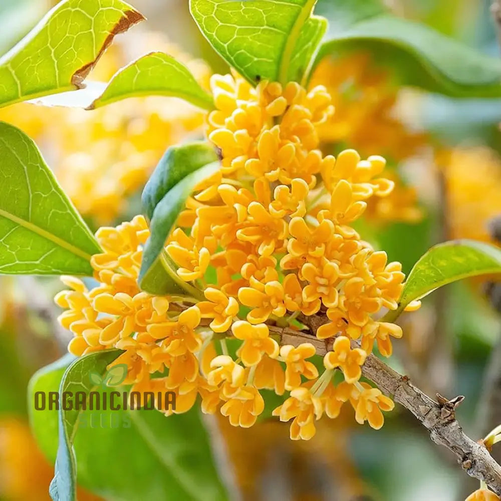 Perennial Osmanthus Fragrans Seeds For Planting Premium High-Quality Flower Your Garden Seeds