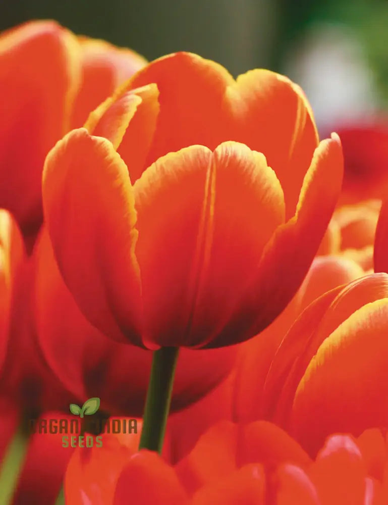 Perennial Tulip Flower Seeds For Outdoor Planting (100 Pcs) Seeds