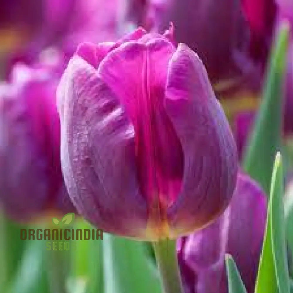 Perennial Tulip Flower Seeds For Outdoor Planting (100 Pcs) Seeds