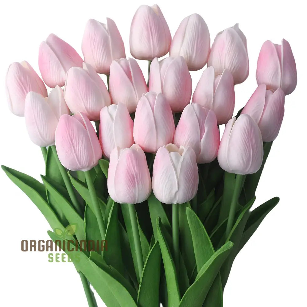 Perennial Tulip Flower Seeds For Outdoor Planting (100 Pcs) Seeds