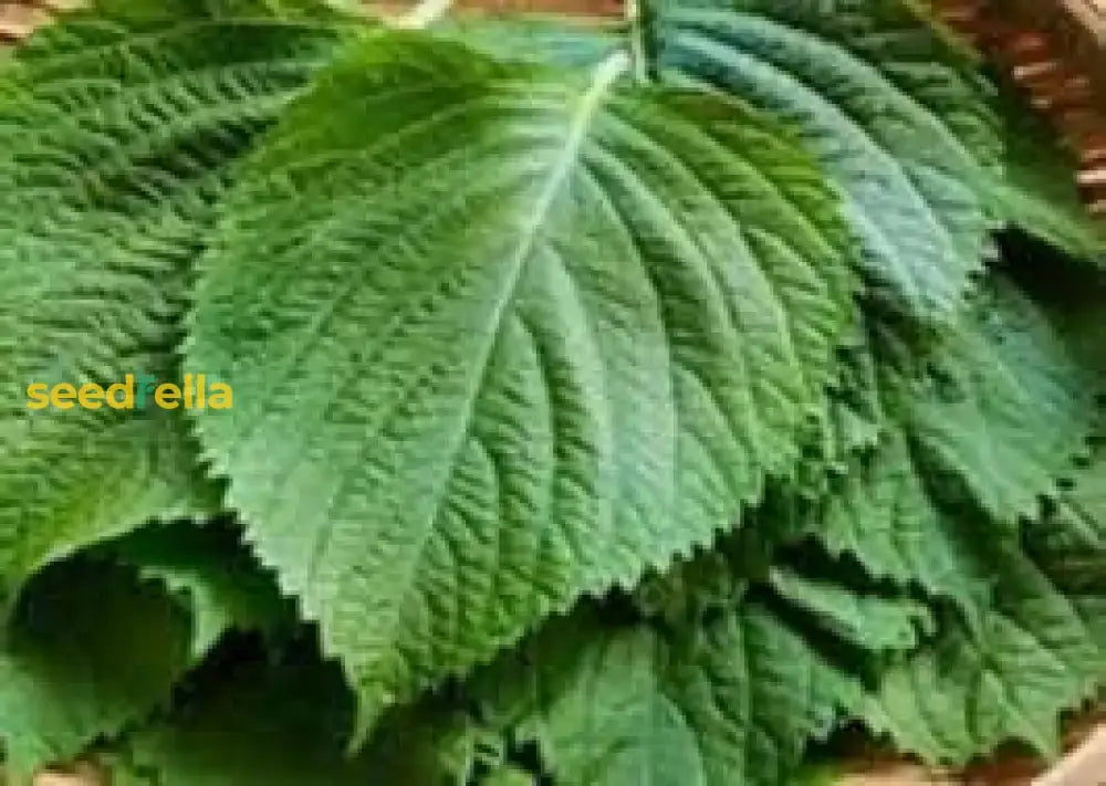 Perilla Seeds For Vegetable Garden Planting Seeds