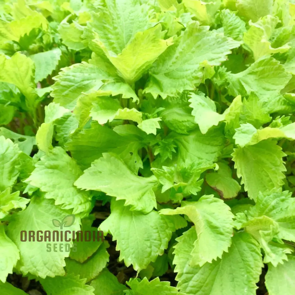 Perilla - Shiso Green Herb Seeds Fresh Asian Cuisine Grow Your Own Aromatic Greens