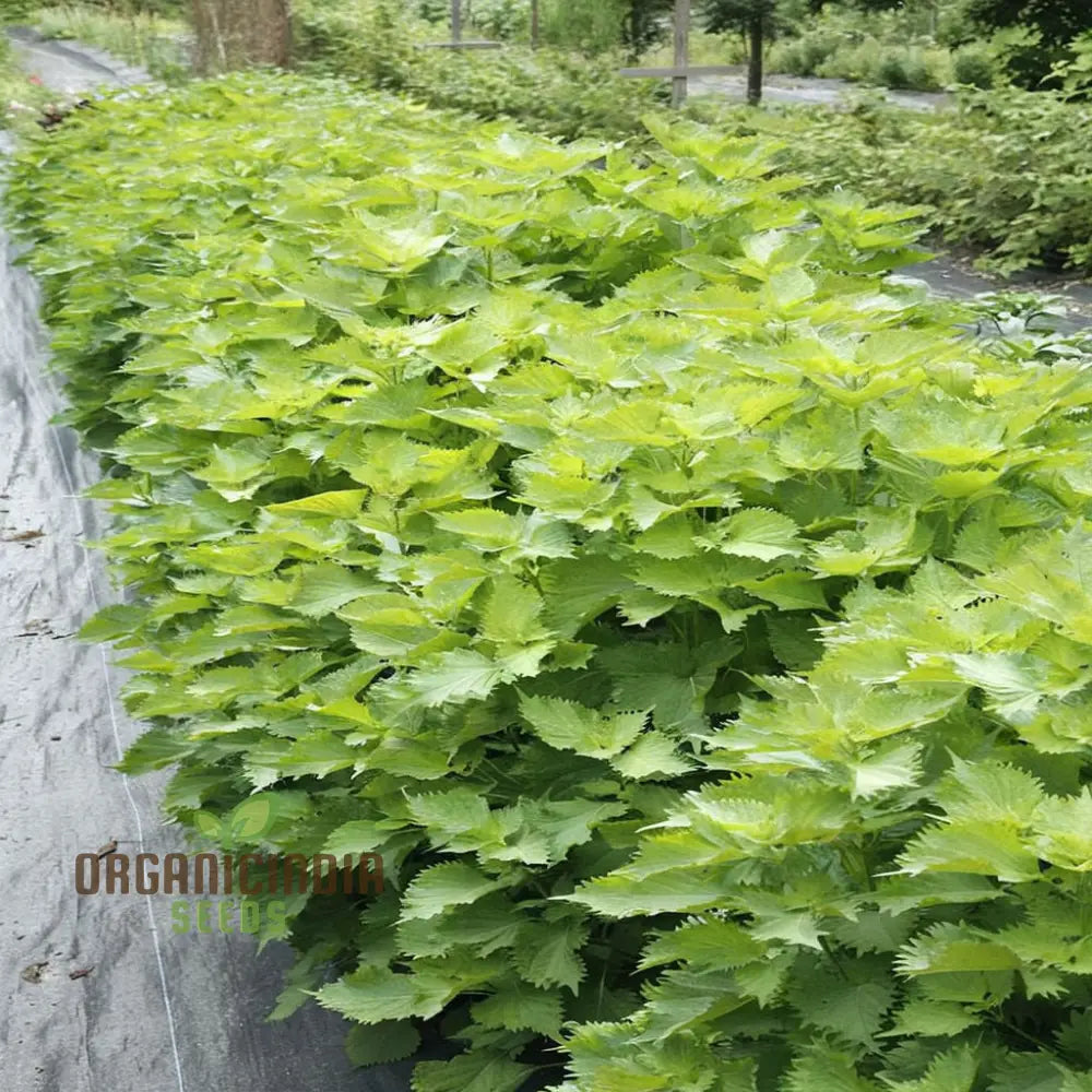 Perilla - Shiso Green Herb Seeds Fresh Asian Cuisine Grow Your Own Aromatic Greens