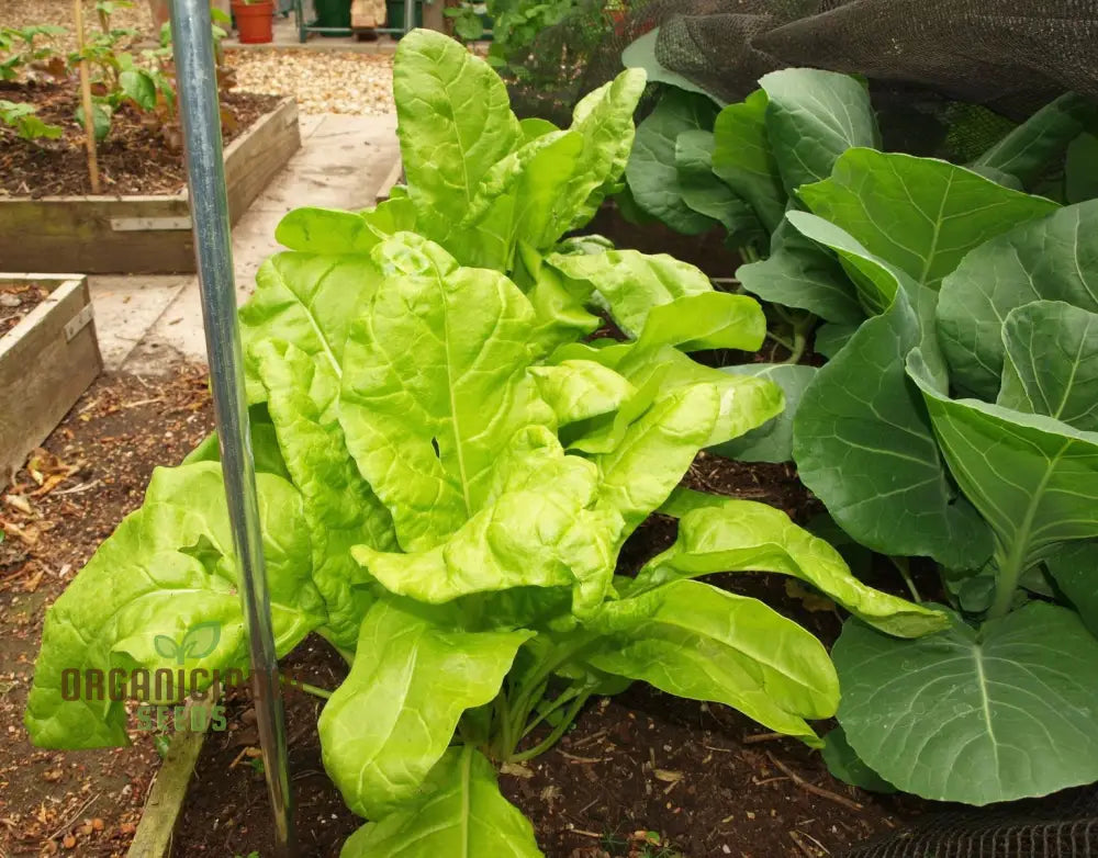 Perpetual Spinach Seeds For Gardening - High Yield Nutrient-Rich And Easy-To-Grow Leafy Greens