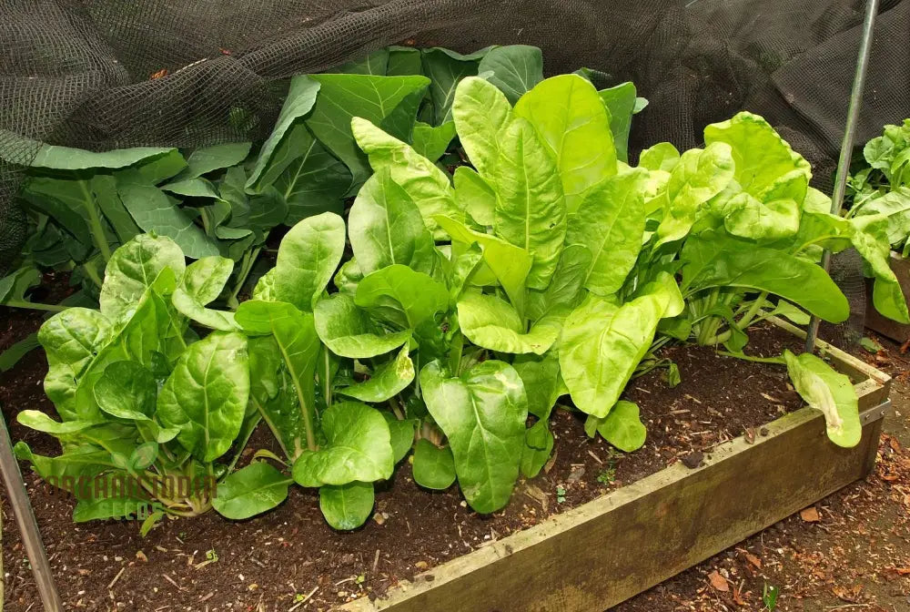 Perpetual Spinach Seeds For Gardening - High Yield Nutrient-Rich And Easy-To-Grow Leafy Greens