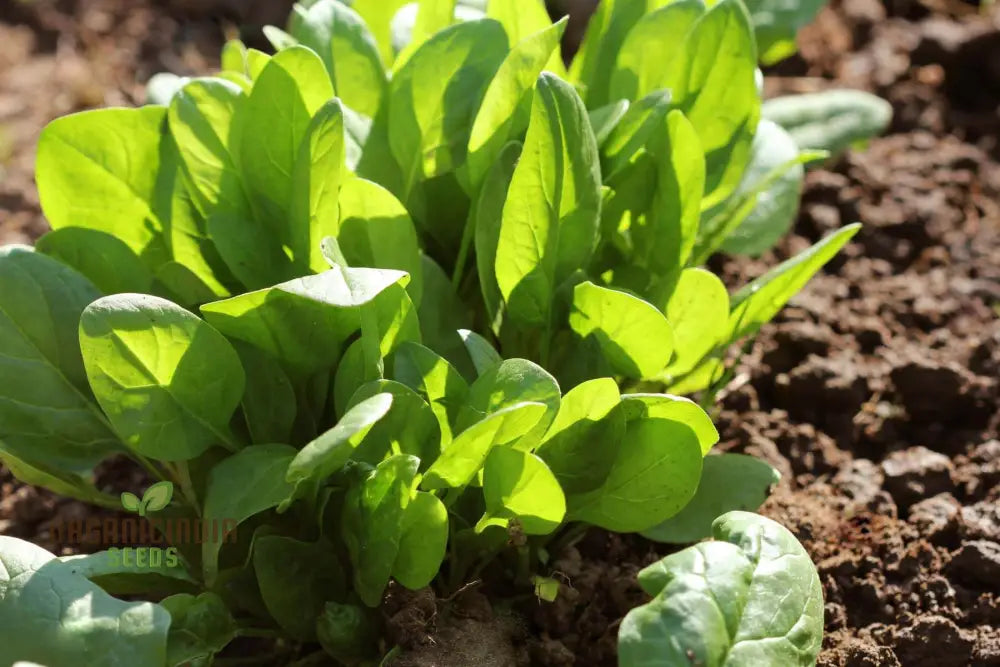 Perpetual Spinach Seeds For Gardening - High Yield Nutrient-Rich And Easy-To-Grow Leafy Greens