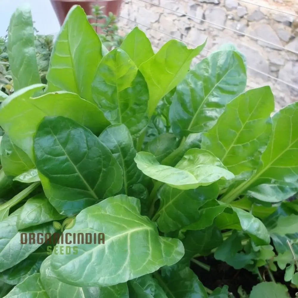 Perpetual Spinach Seeds - Long-Lasting And Nutritious Greens For Continuous Harvests Vegetable