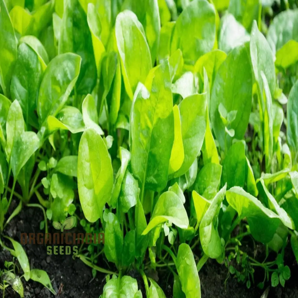 Perpetual Spinach Seeds - Long-Lasting And Nutritious Greens For Continuous Harvests Vegetable