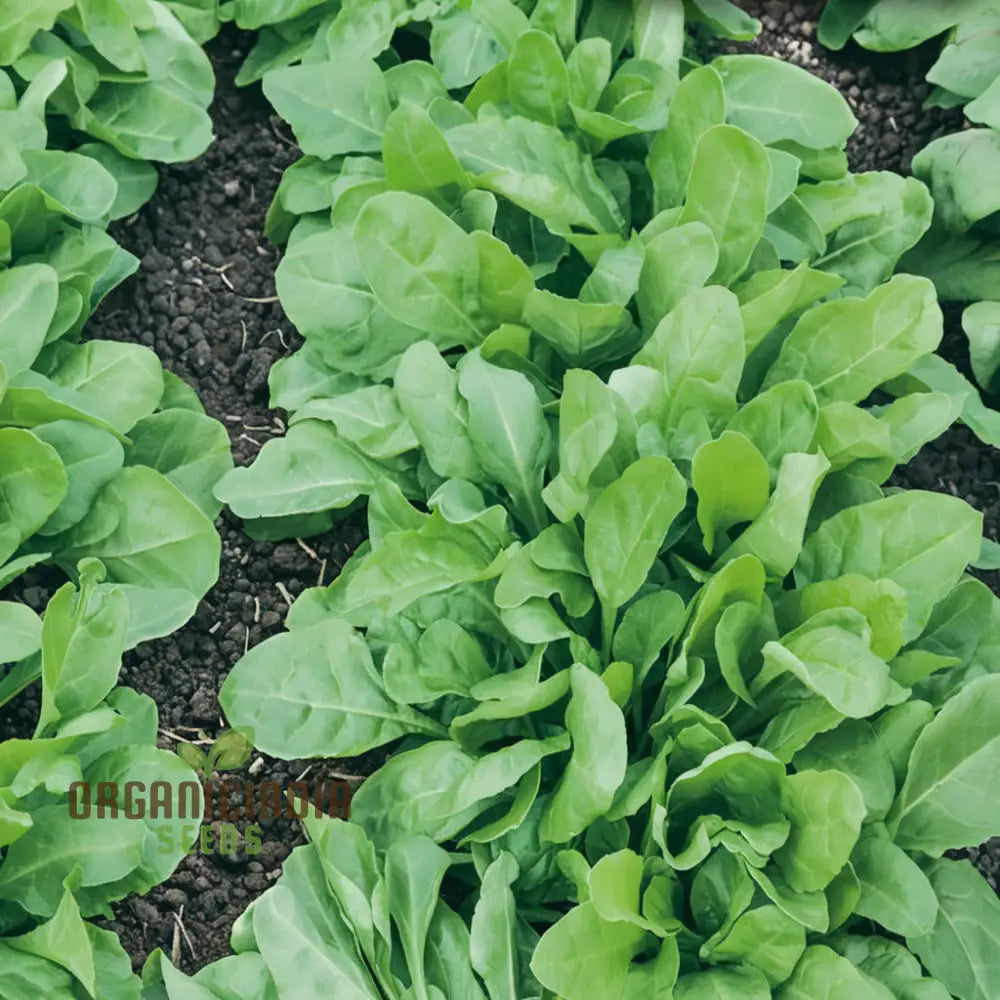 Perpetual Spinach Seeds - Long-Lasting And Nutritious Greens For Continuous Harvests Vegetable