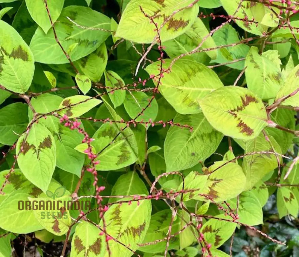 Persicaria Virginiana â€™Painterâ€™s Paletteâ€™ Seeds â€“ Elevate Your Gardening Experience With