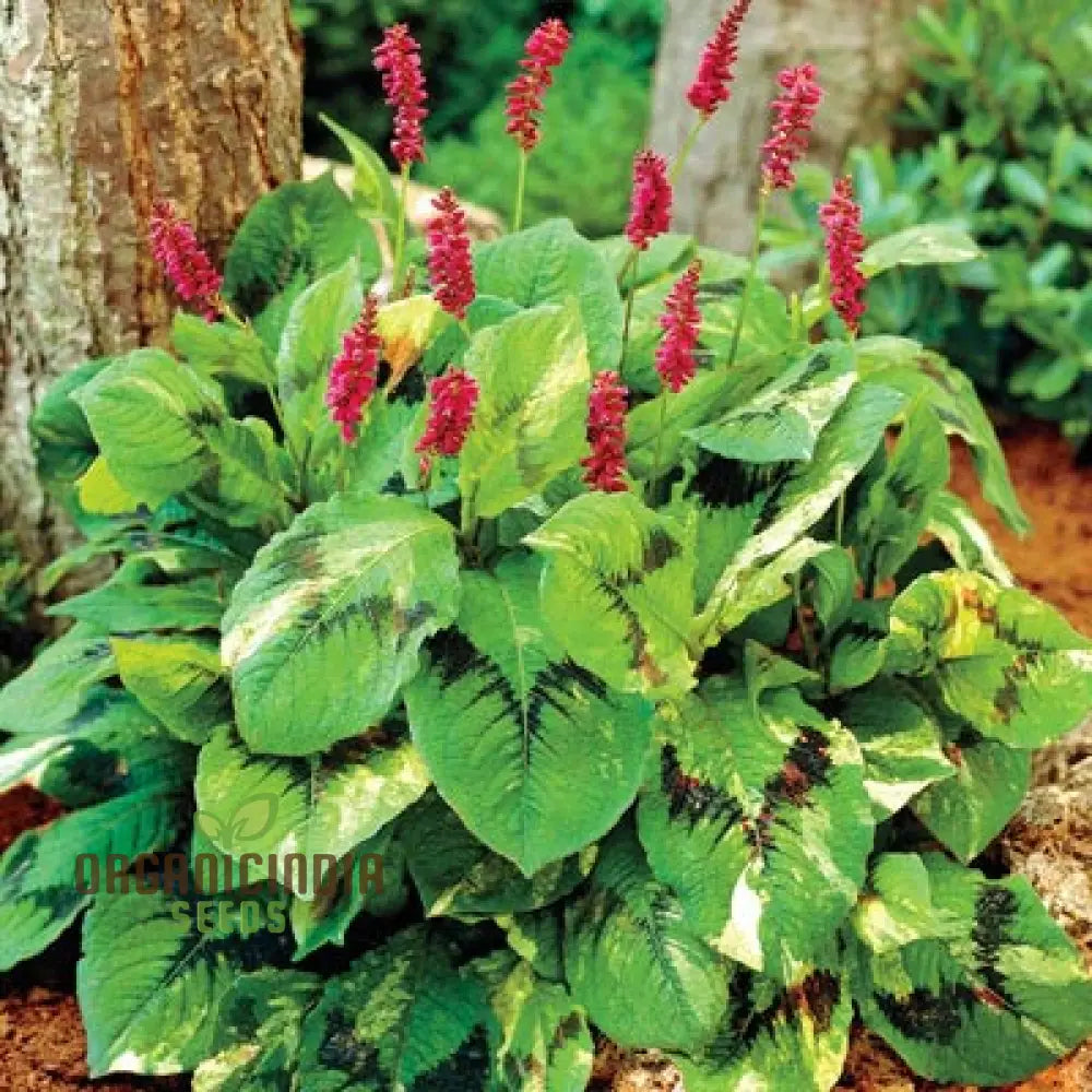 Persicaria Virginiana ’Painter’s Palette’ Seeds – Elevate Your Gardening Experience With