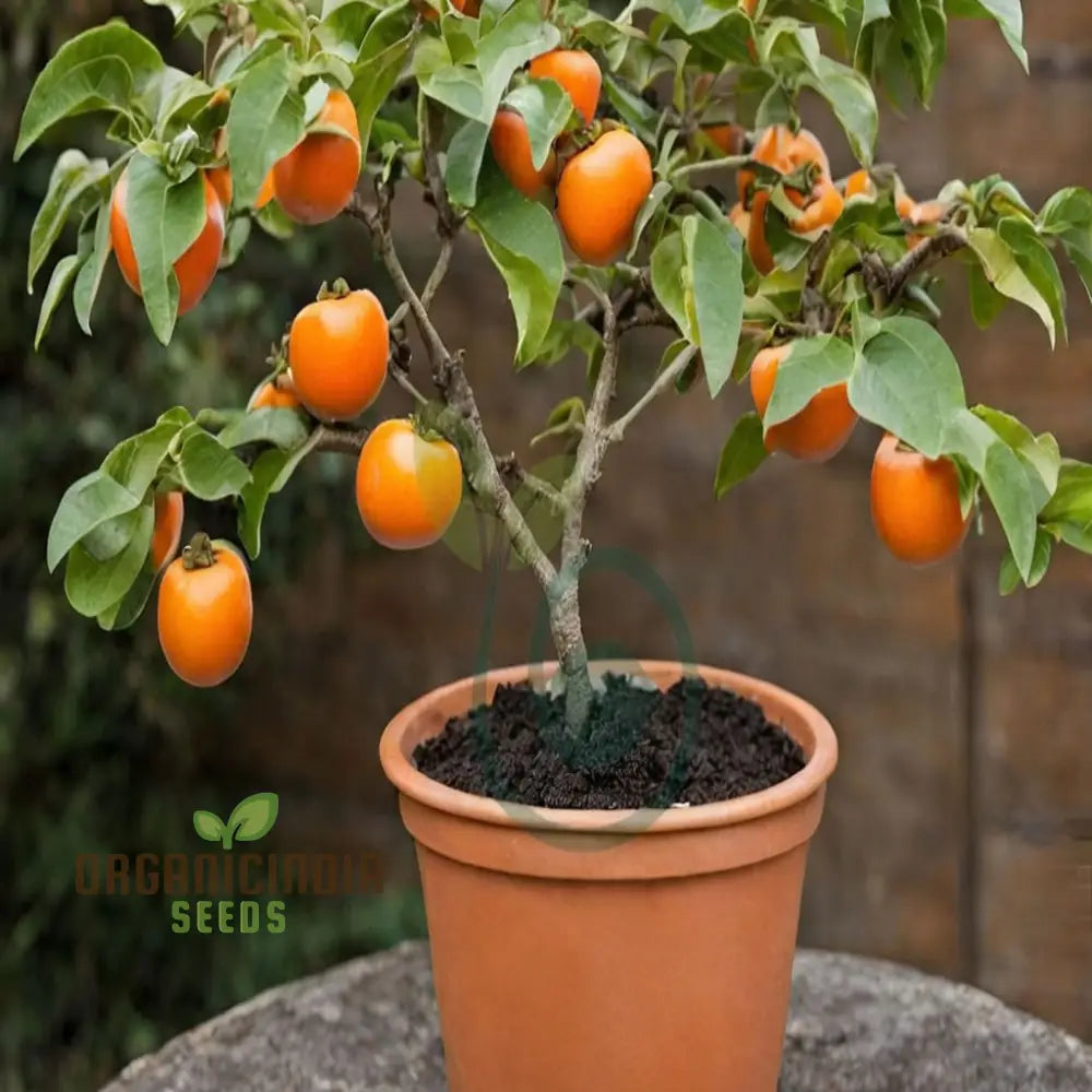 Persimmon Tree Seeds – Elevate Your Gardening Experience With Delicious Homegrown Fruit