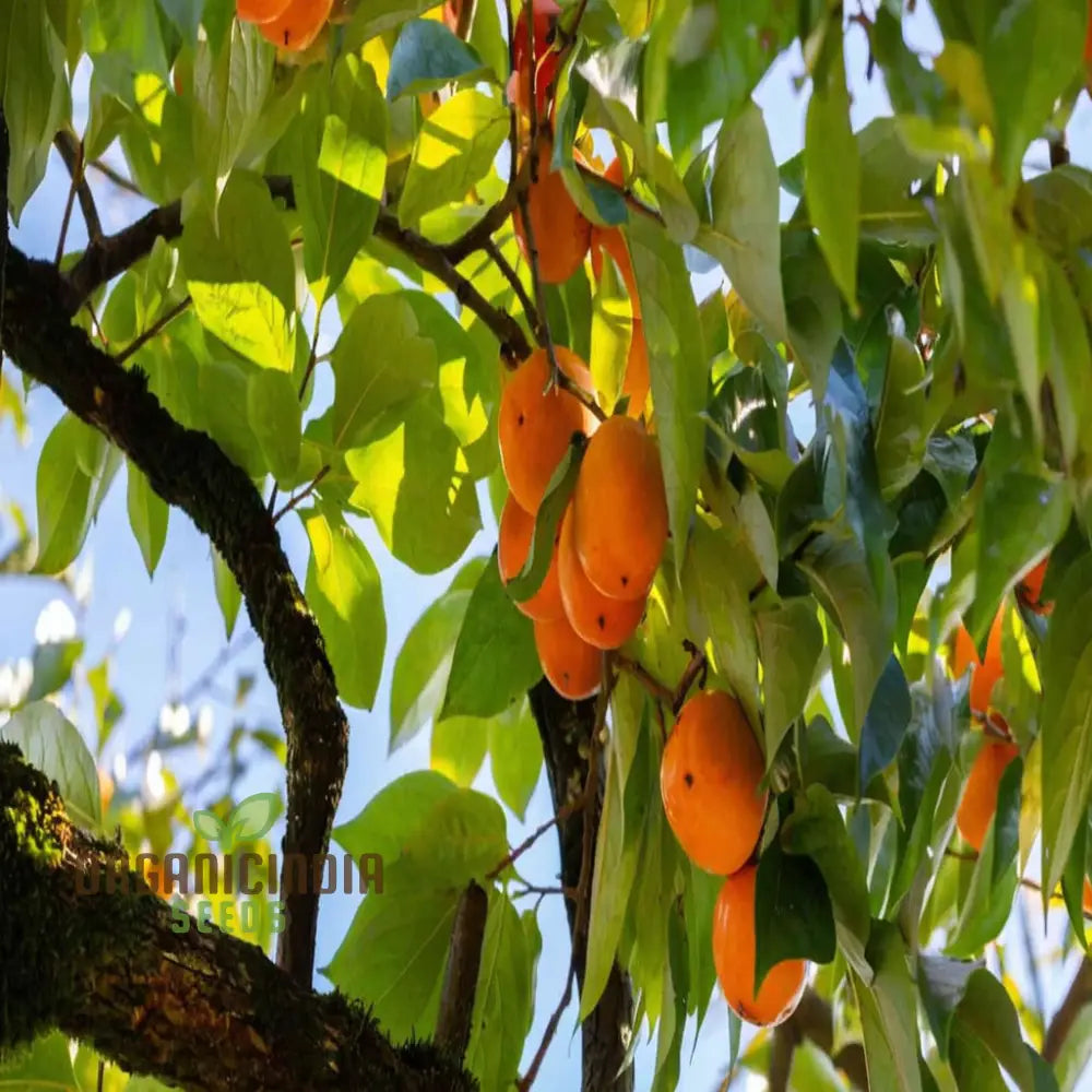 Persimmon Tree Seeds – Elevate Your Gardening Experience With Delicious Homegrown Fruit