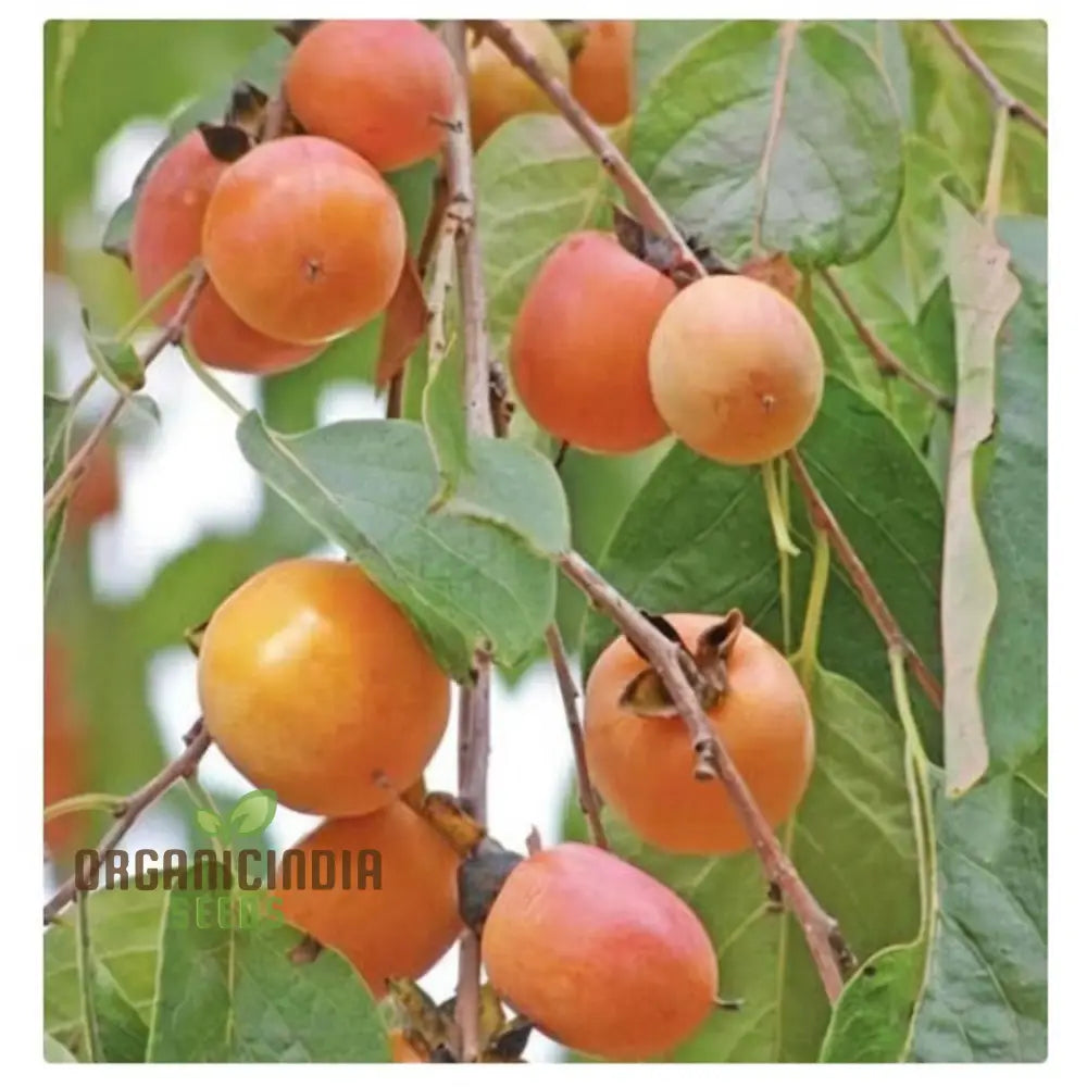 Persimmon Tree Seeds – Elevate Your Gardening Experience With Delicious Homegrown Fruit