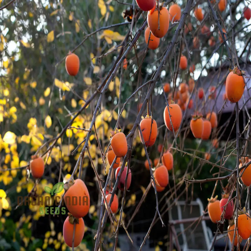 Persimmon Tree Seeds – Elevate Your Gardening Experience With Delicious Homegrown Fruit