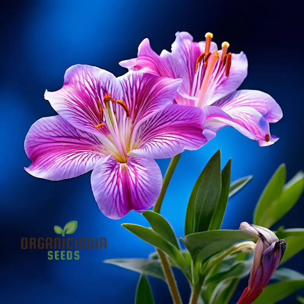 Peruvian Lily Flower Seeds - Premium Quality For Vibrant Alstroemeria Blooms Seeds