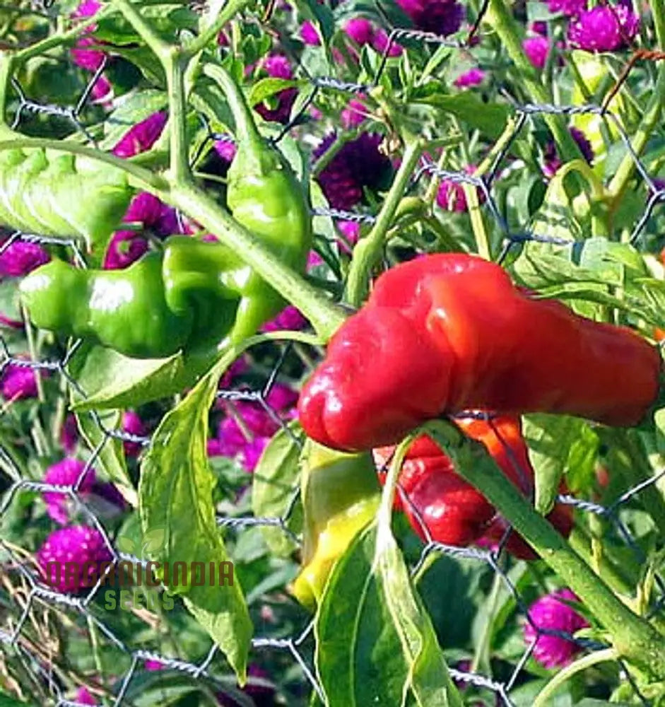 Peter Pepper Red Hot Seeds - Unique Variety For Planting And Growing At Home