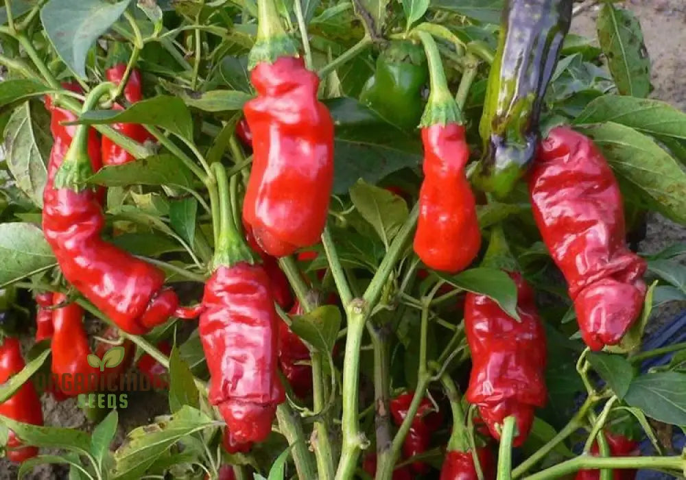 Peter Pepper Red Hot Seeds - Unique Variety For Planting And Growing At Home