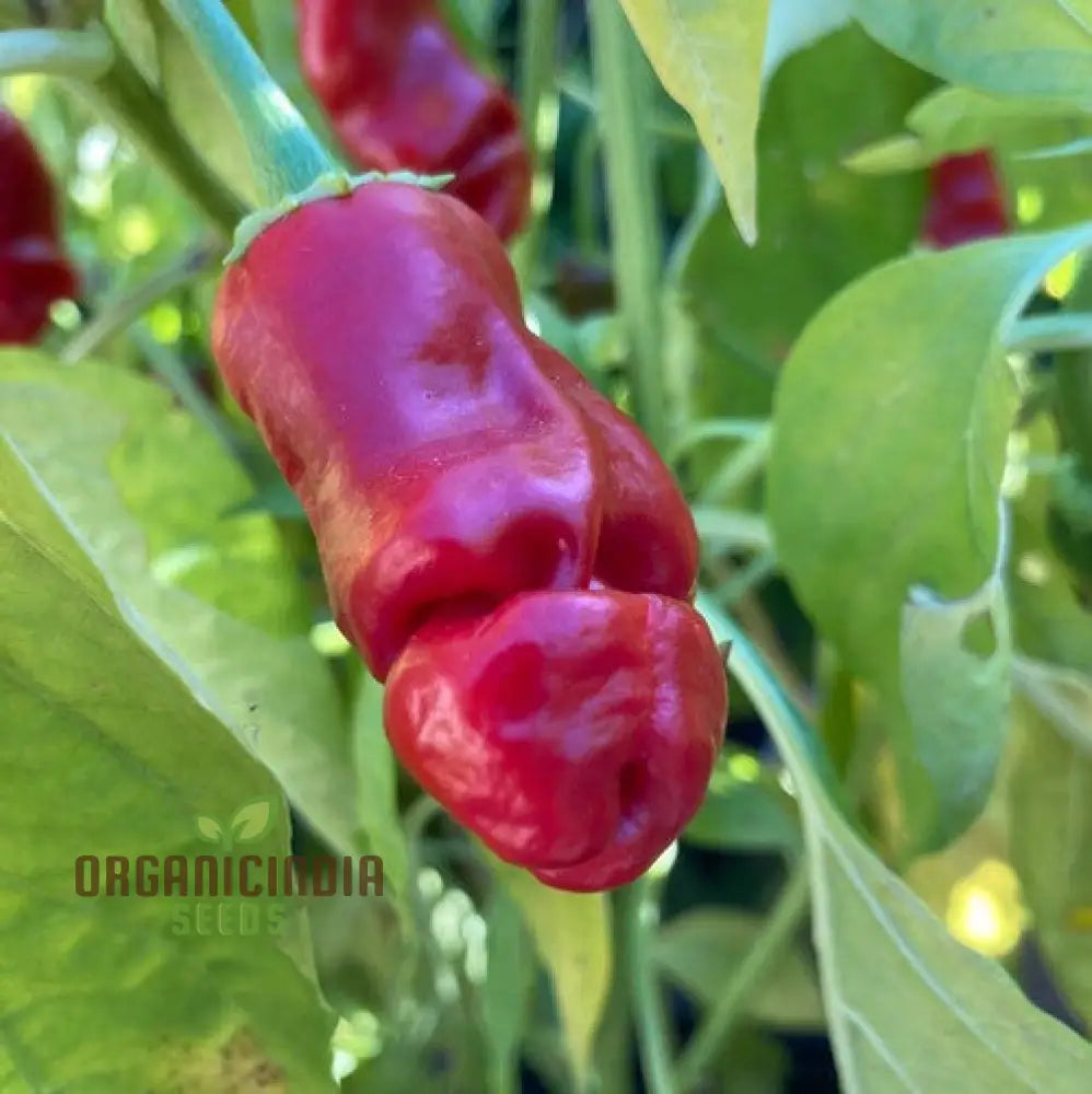 Peter Pepper Red Hot Seeds - Unique Variety For Planting And Growing At Home