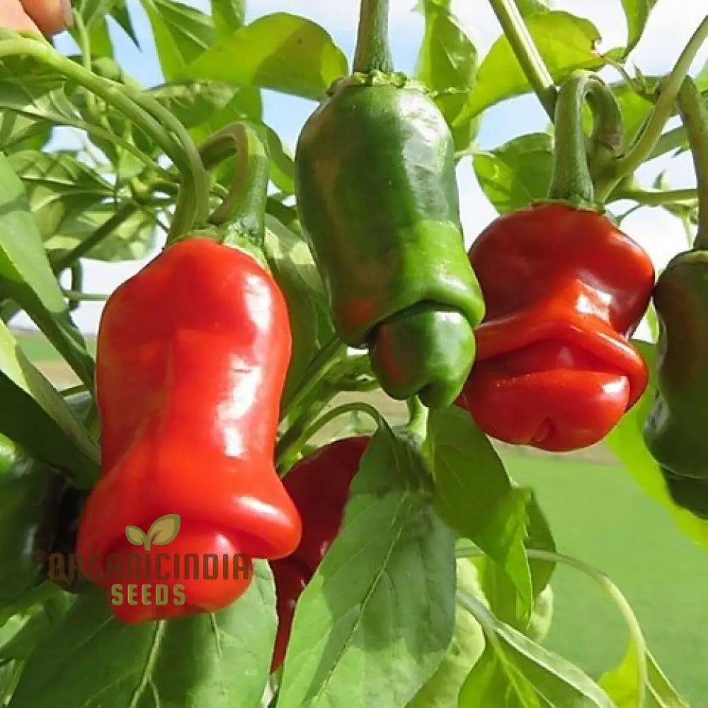 Peter Pepper Red Hot Seeds - Unique Variety For Planting And Growing At Home