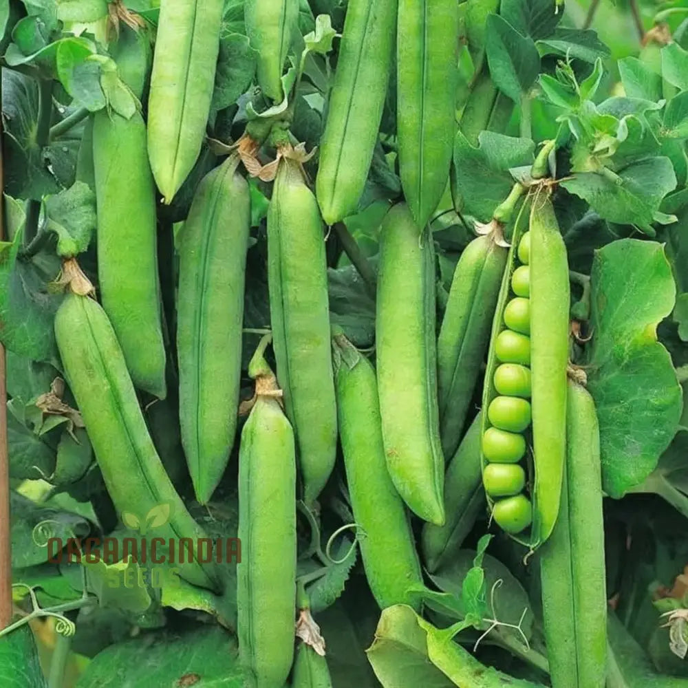 Petit Pois Vegetable Seeds Sweet Pea For Home Gardening Easy To Grow Perfect Fresh And Delicious