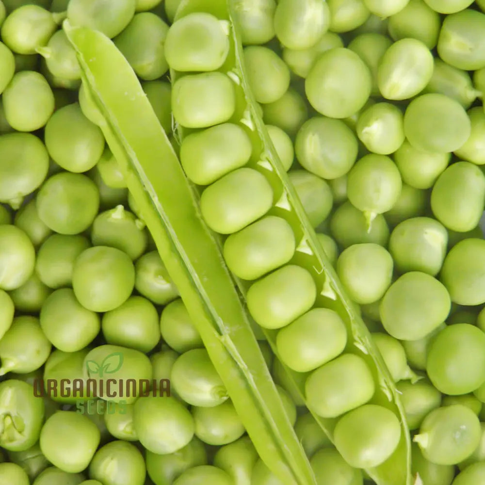 Petit Pois Vegetable Seeds Sweet Pea For Home Gardening Easy To Grow Perfect Fresh And Delicious