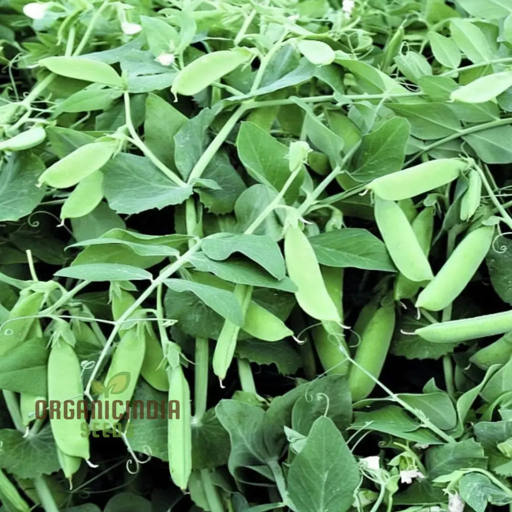 Petit Pois Vegetable Seeds Sweet Pea For Home Gardening Easy To Grow Perfect Fresh And Delicious