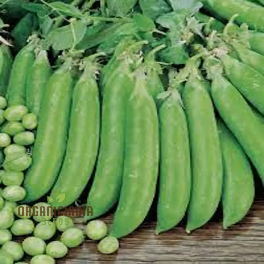 Petit Pois Vegetable Seeds Sweet Pea For Home Gardening Easy To Grow Perfect Fresh And Delicious