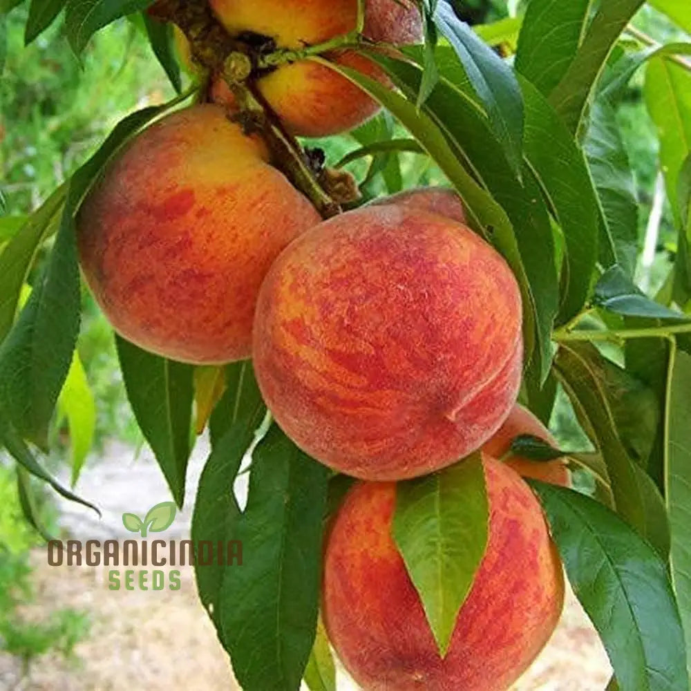 Petite Majesty Dwarf Peach Fruit Tree Indoor/Outdoor Seeds For Your Garden Haven