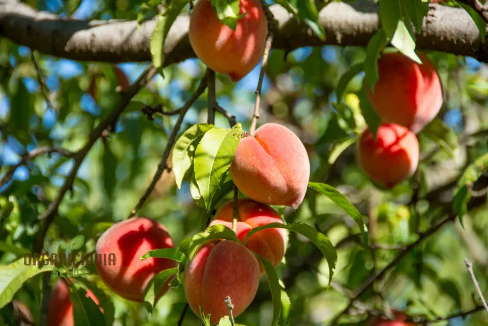 Petite Majesty Dwarf Peach Fruit Tree Indoor/Outdoor Seeds For Your Garden Haven