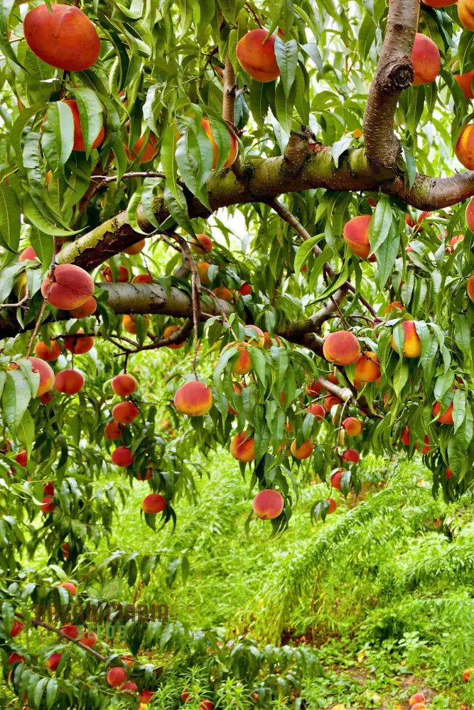 Petite Majesty Dwarf Peach Fruit Tree Indoor/Outdoor Seeds For Your Garden Haven