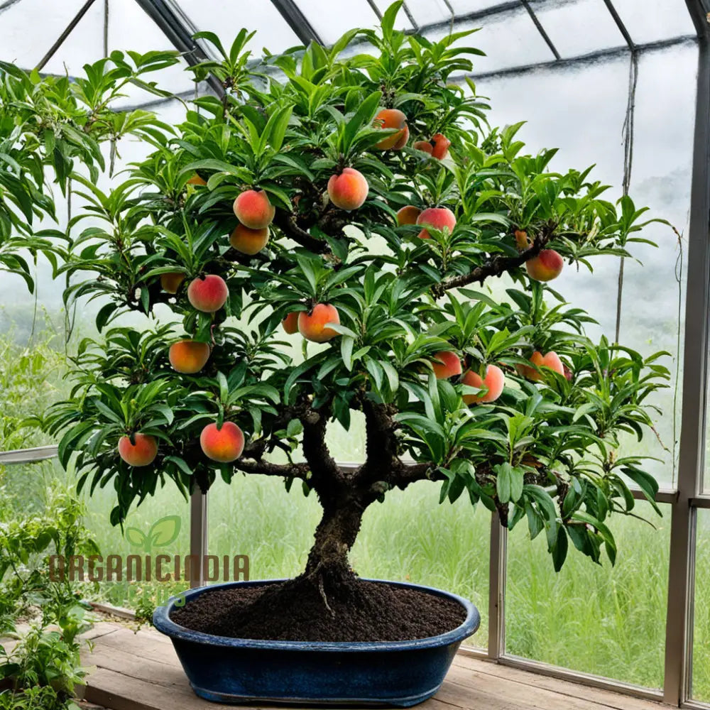 Petite Majesty Dwarf Peach Fruit Tree Indoor/Outdoor Seeds For Your Garden Haven