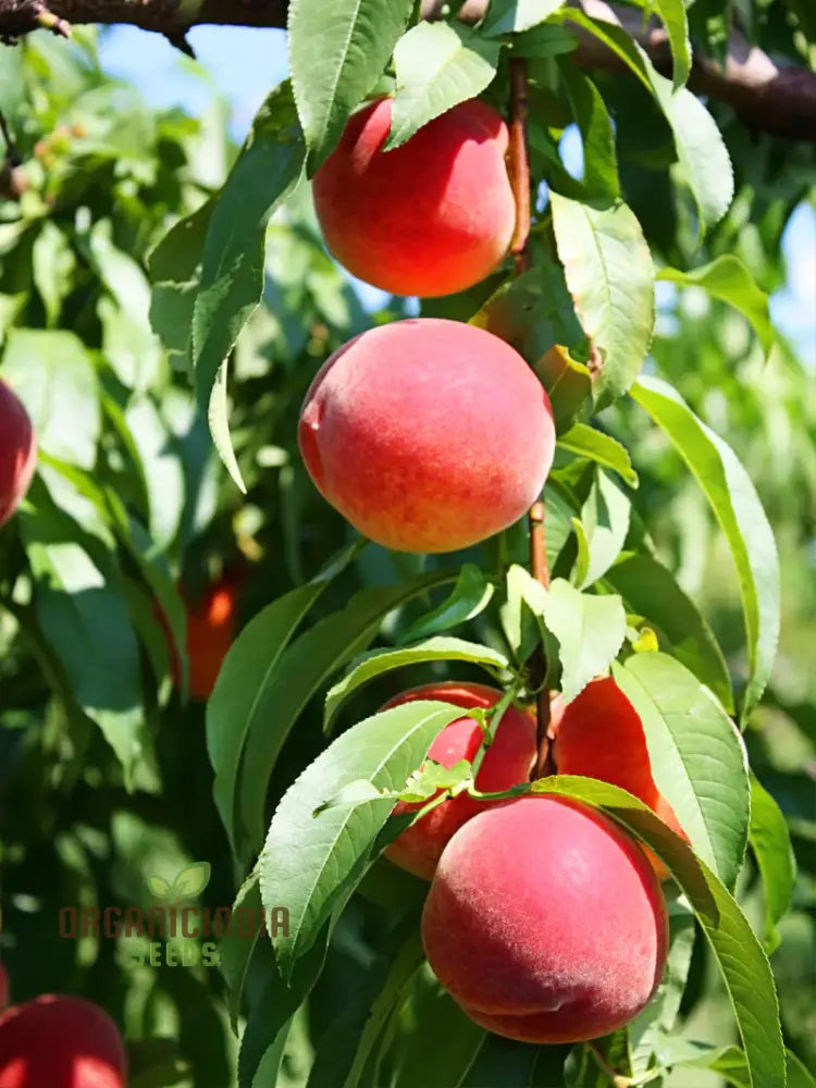 Petite Majesty Dwarf Peach Fruit Tree Indoor/Outdoor Seeds For Your Garden Haven