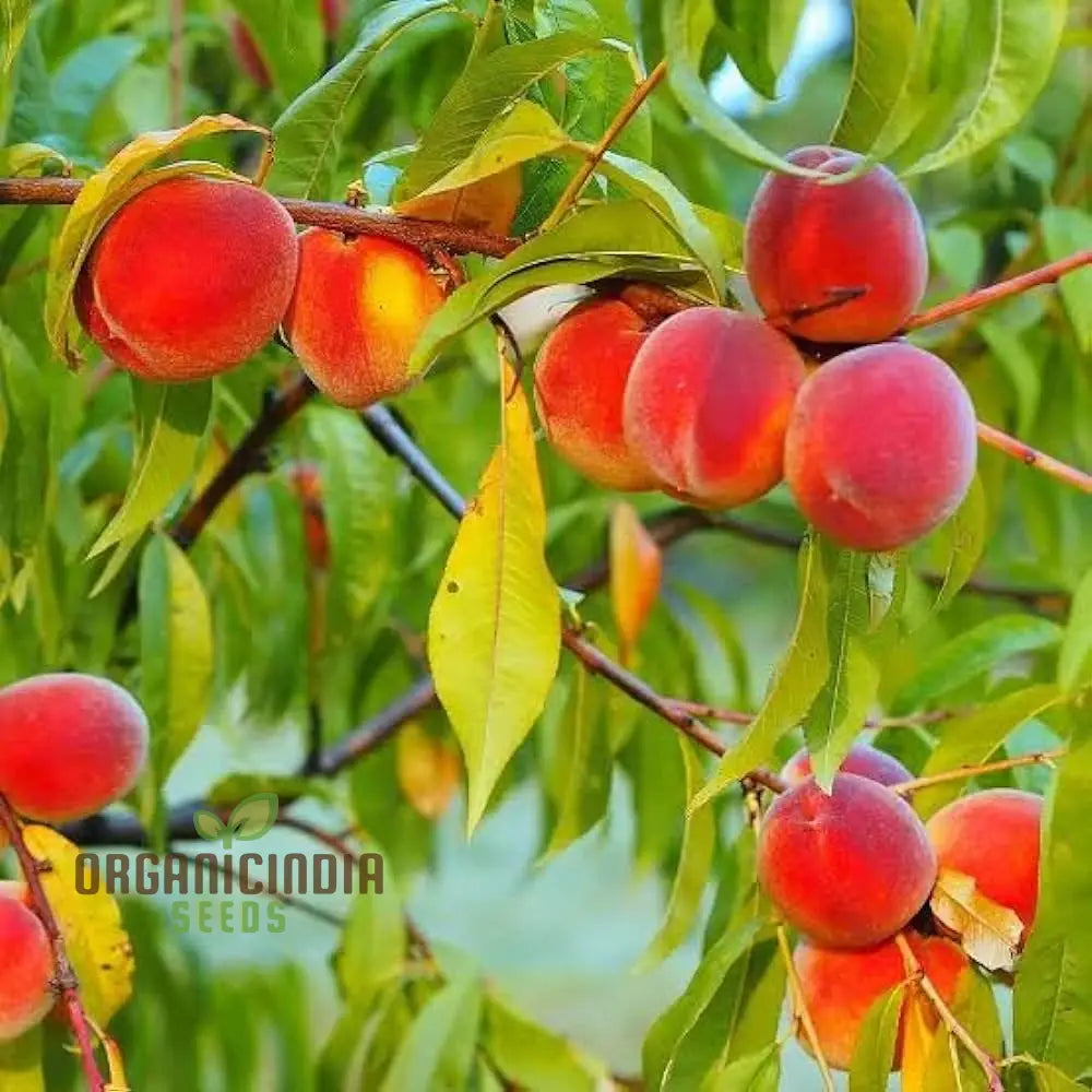 Petite Majesty Dwarf Peach Fruit Tree Indoor/Outdoor Seeds For Your Garden Haven