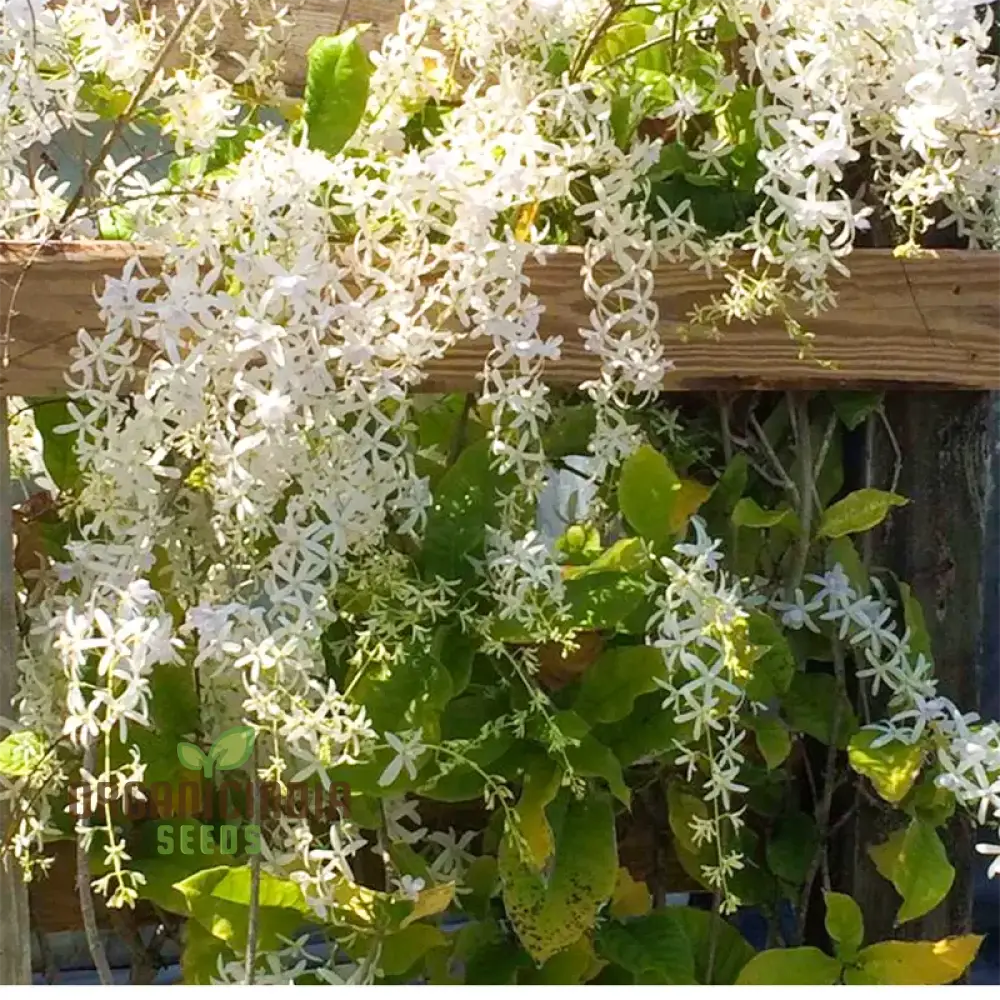 Petrea Volubilis Seeds - Exquisite Climbing Vine For Your Garden | Gardening