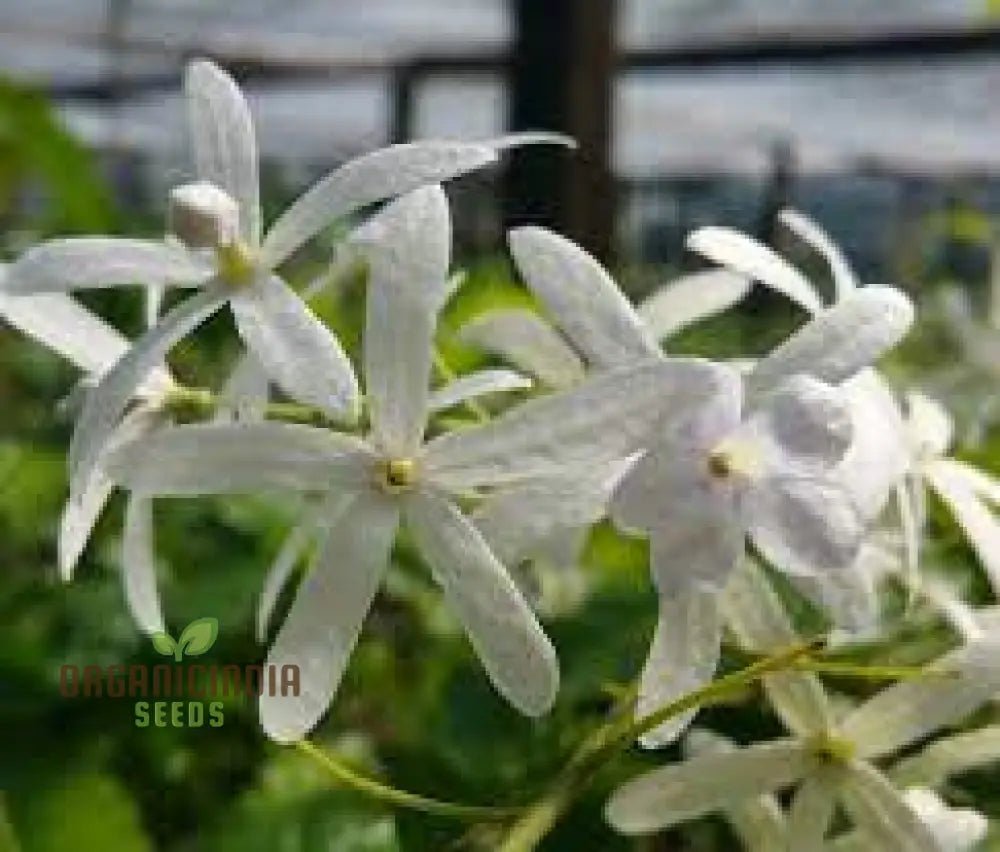 Petrea Volubilis Seeds - Exquisite Climbing Vine For Your Garden | Gardening